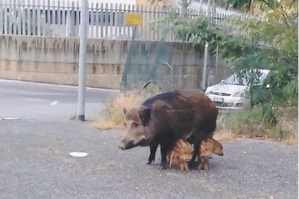 degrado roma-cinghiali rifiuti sterilizzazione